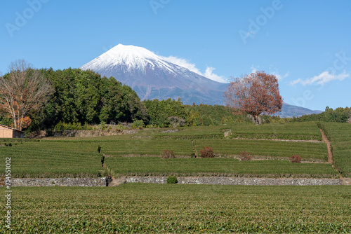 冬の大淵笹場と雪化粧の富士山の風景
