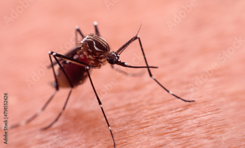A mosquito that carries dengue fever and Zika virus is sucking blood on a person's skin.