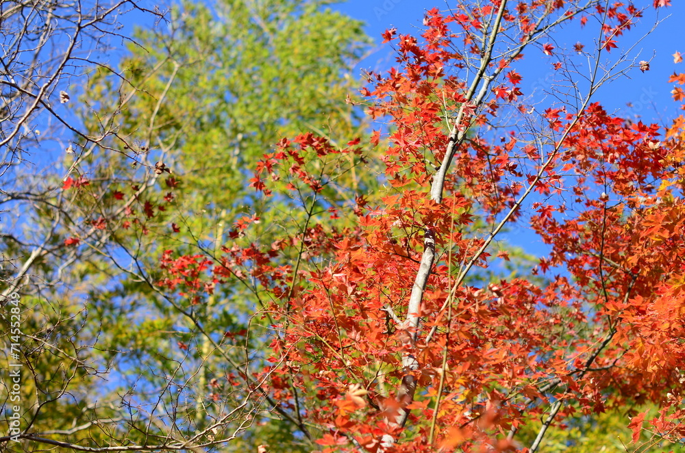 【京都】嵐山の紅葉と竹