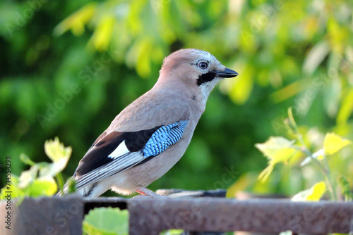 A portrait of a Eurasian jay sitting on a metal fence, green leaves in the background, bright sunny day