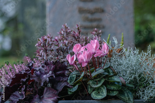 Cyclamen and Heuchera. Popular plant combination for grave decoration in fall.