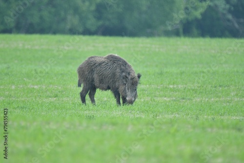 Wild boar near the forest grazing grass on the meadow in wildlife