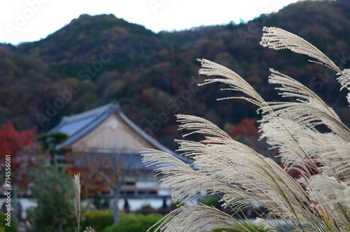 【京都】嵐山のススキと紅葉