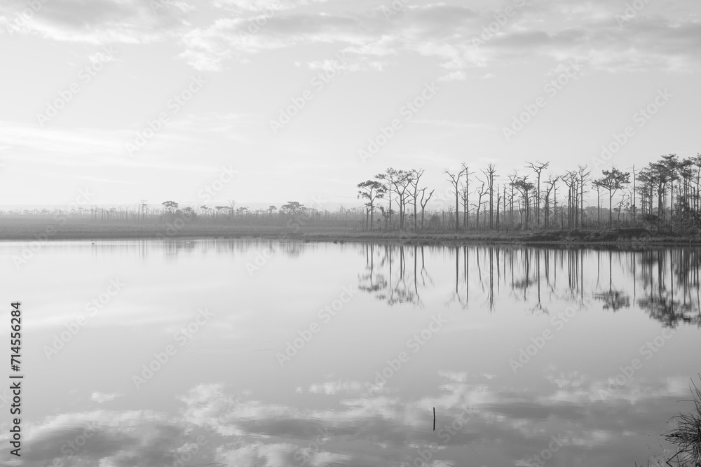 Landscape blue nature of Pairat Thanchai Reservoir (Wang Kwang) with Pine tree in the Morning Sunrise at Phu Kradueng National Park - Peaceful and Calm view - Black and White Color Pattern
