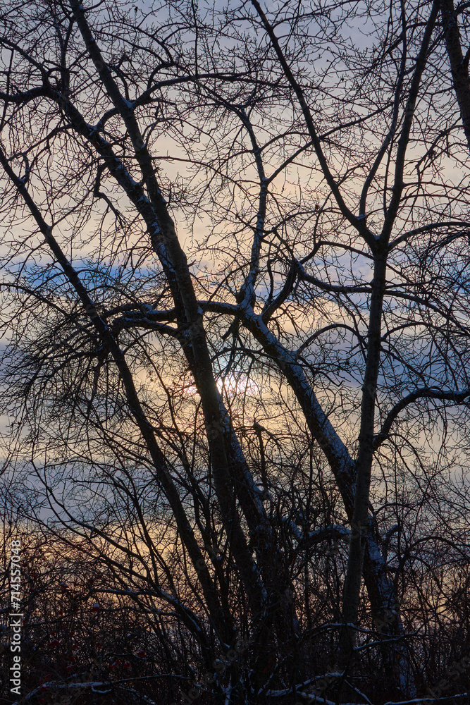 Winter Vignettes: Capturing the Ephemeral Beauty of Nature Winter Vignettes: Capturing the Ephemeral Beauty of Nature