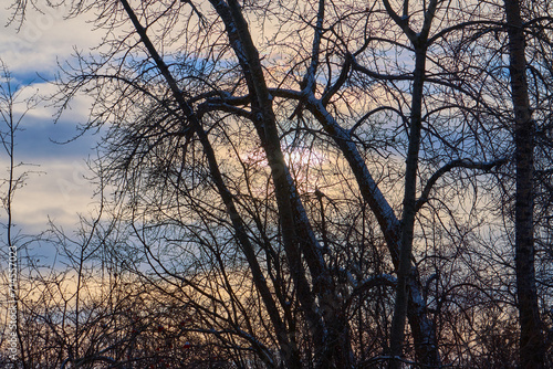 Winter Vignettes  Capturing the Ephemeral Beauty of Nature