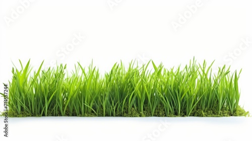 fresh spring green grass, white background, space for text, copy space, 16:9