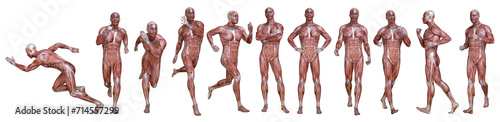3D Render : a standing male body illustration with muscle tissues display, isolated, PNG transparent
 photo