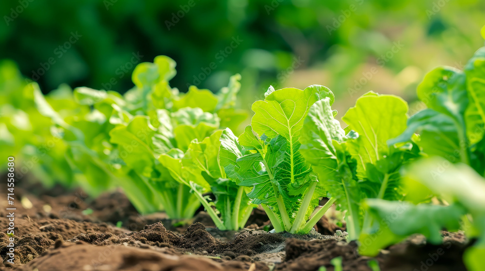 Healthy Green Lettuce Leaves in Farm Soil
Healthy Green Lettuce Leaves in Farm Soil