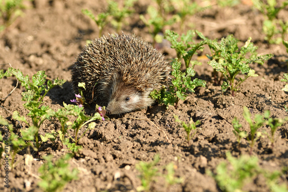 hedgehog walks in the field looking for food
