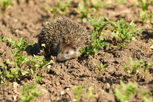 Obraz na płótnie hedgehog walks in the field looking for food w salonie