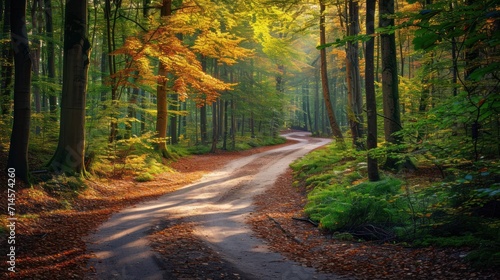  a dirt road in the middle of a forest with lots of trees and leaves on both sides of the road and the sun shining through the trees on the other side of the road.