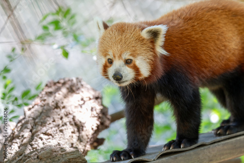 Red Panda