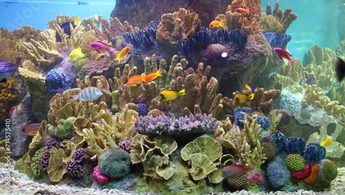 Beautiful bright fishes swim among corals in aquarium photo
