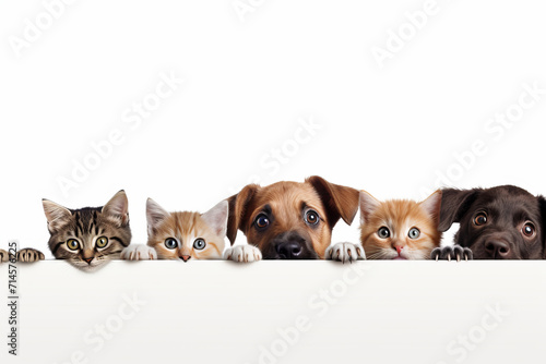 Funny dogs and cats peek over web banner. AI Generative designs a cute pet group portrait, isolated.
