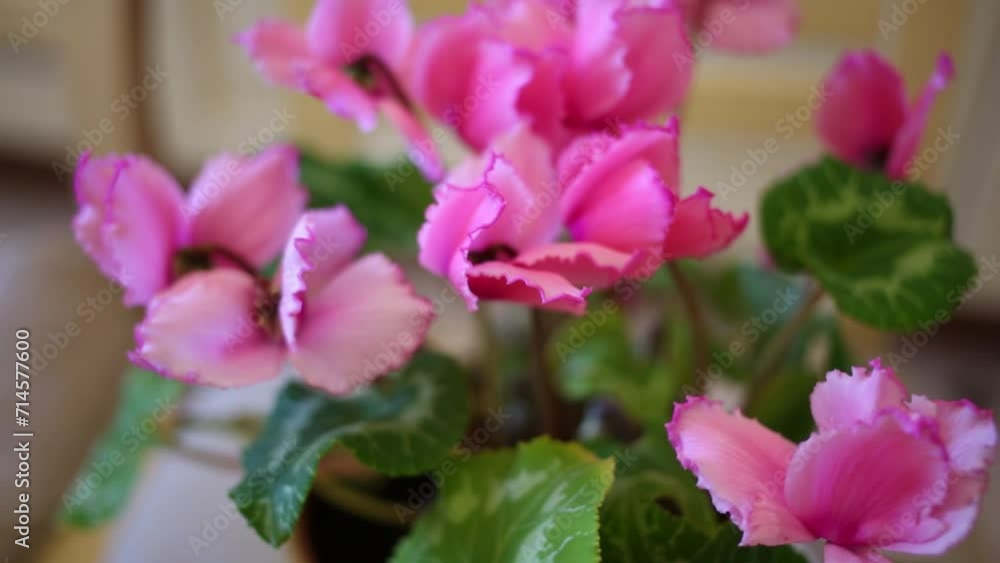 Pink flowers of cyclamen in plastic pot on table at kitchen. Pink flowers of cyclamen in plastic pot on table at kitchen.