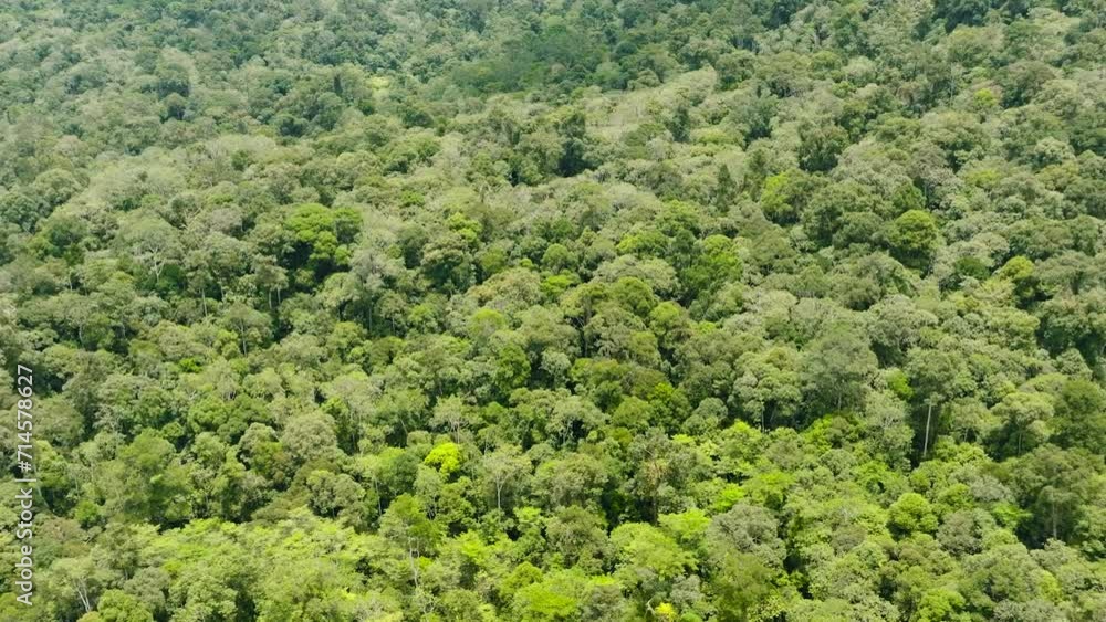 Aerial view of green forest and jungle in the tropics. Jungle landscape. Borneo, Malaysia. Aerial view of green forest and jungle in the tropics. Jungle landscape. Borneo, Malaysia.