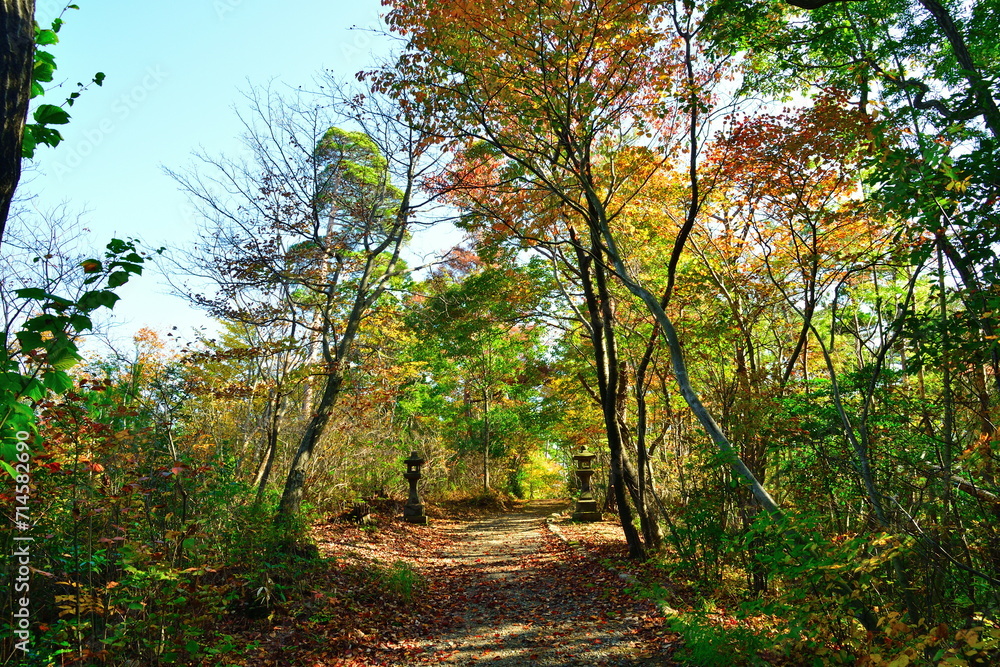 Naklejka premium 秋の弥彦もみじ谷（新潟県）