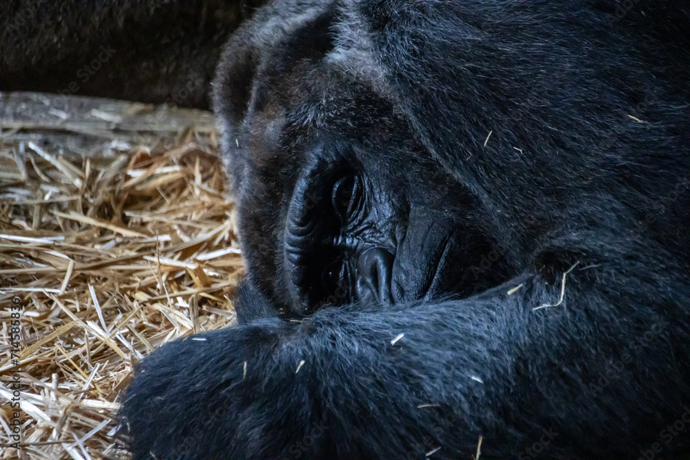Φωτογραφία Tokyo, Japan, 31 October 2023: Close-up of a Gorilla at Ueno Zoo.