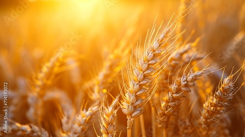 Close-up of golden wheat spikelets in a sunlit field.  Golden wheat spikelets in sunlit field