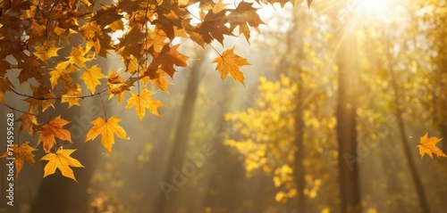  the sun shines through the leaves of a tree in a forest with yellow and orange leaves on the branches and the sun shining through the trees in the background.