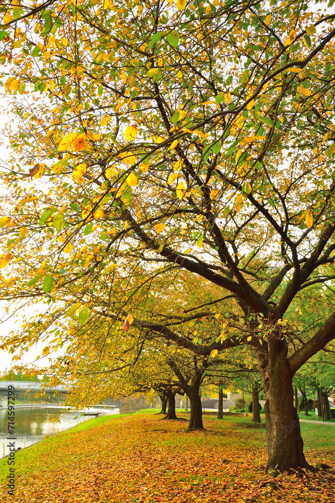 Naklejka premium 新潟県スポーツ公園の紅葉(新潟県)