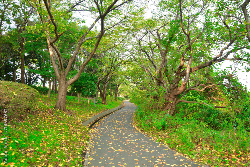 Obraz premium 鳥屋野公園の紅葉（新潟県）