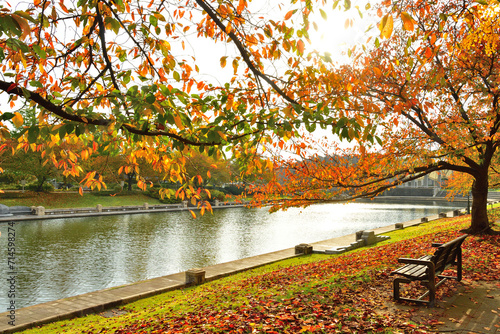 新潟県スポーツ公園の紅葉（新潟県） photo