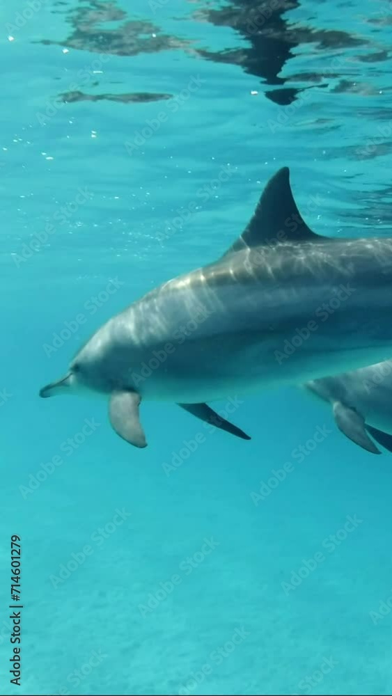 Vertical video, Close up of a pod young dolphin swims in the turquoise sea under surface in sunrays. Group of juvenile Spinner dolphin floating in blue Ocean of under water surface Vertical video, Close up of a pod young dolphin swims in the turquoise sea under surface in sunrays. Group of juvenile Spinner dolphin floating in blue Ocean of under water surface