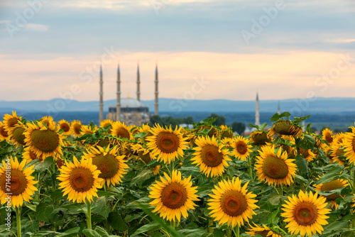 Selimiye Mosque in sunflowers  Edirne  Turkey