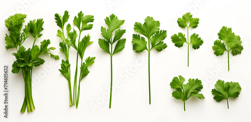 Top view Parsley on white background. Flat lay