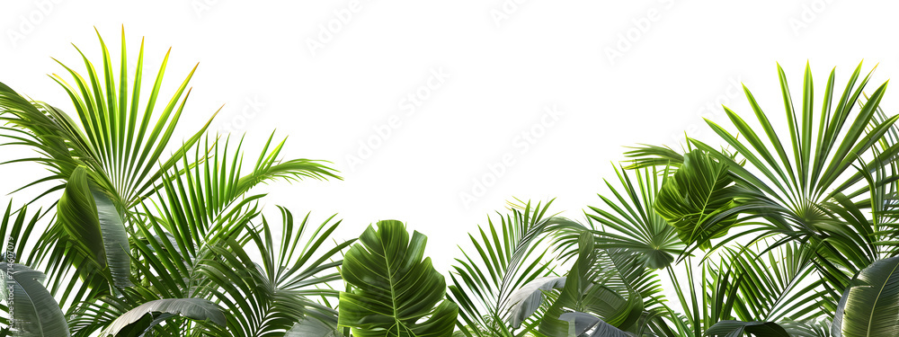 Fototapeta premium Tropical palm leaves isolated on white background