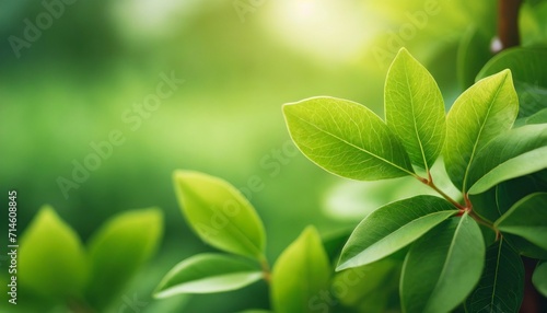 closeup of beautiful nature view green leaf on blurred greenery background in garden with copy space using as background cover page concept