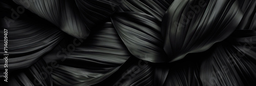 abstract black tropical leaves background. Flat lay,banner design