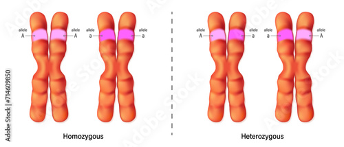 Homozygous and Heterozygous chromosomes. Vector used for scientific and medical education.