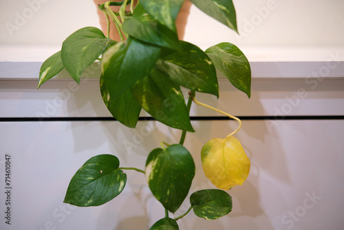 Obraz na plátně Epipremnum aureum with withered yellow leaves, houseplant disease