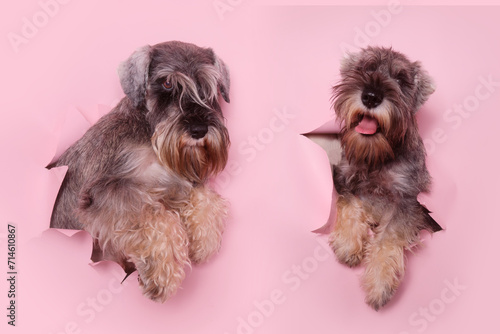 Two miniature schnauzer dogs peeking through a hole in pink paper. Pets through a hole in a pink studio background photo