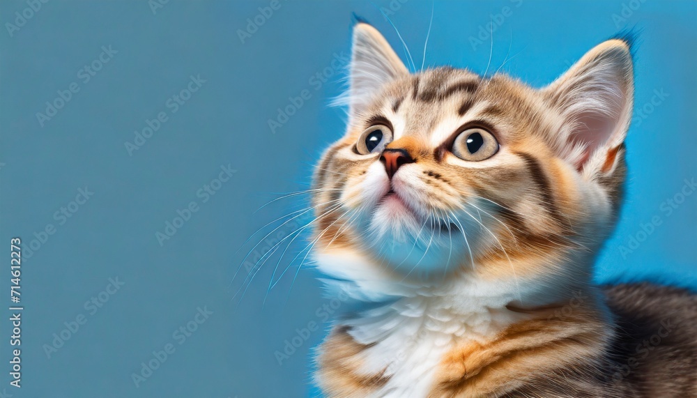 cute banner with a cat looking up on solid blue background