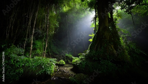 deep tropical forest in darkness
