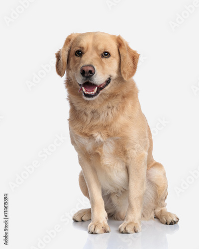 cute golden retriever doggy sticking out tongue and panting while sitting