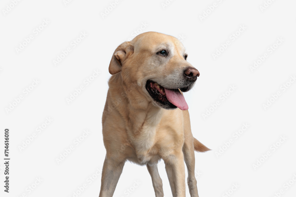 cute golden retriever puppy looking to side and sticking out tongue