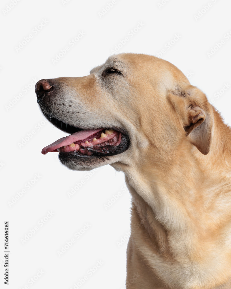 cute goldie dog closing eyes, sticking out tongue and panting to side cute goldie dog closing eyes, sticking out tongue and panting to side