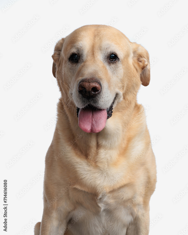 beautiful golden retriever dog looking forward and sticking out tongue