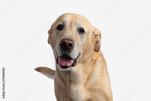 portrait of cute golden retriever dog sticking out tongue and panting
