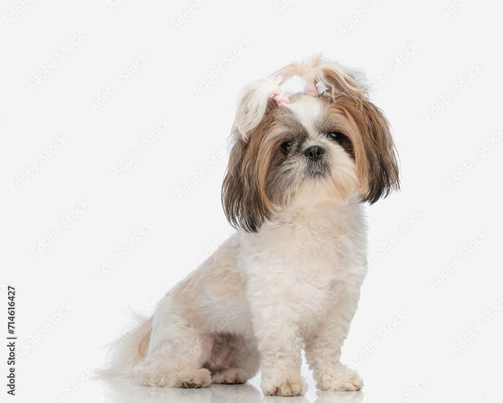 beautiful little shih tzu puppy with ponytails looking forward and sitting beautiful little shih tzu puppy with ponytails looking forward and sitting