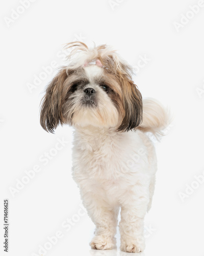 cute little shih tzu puppy with ponytail standing and looking forward