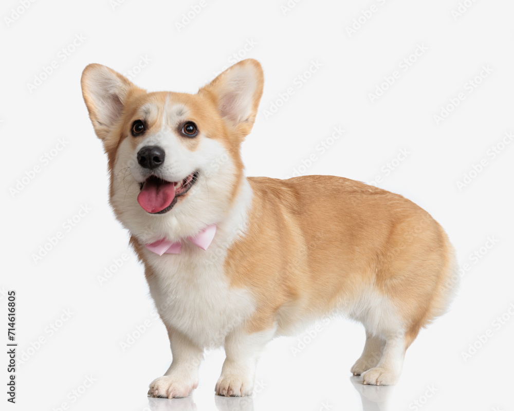 side view of elegant corgi panting with tongue out
