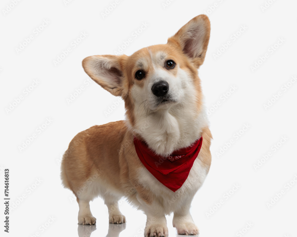 lovely corgi puppy with red scarf standing lovely corgi puppy with red scarf standing