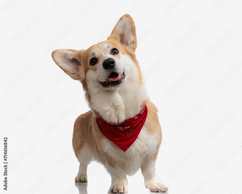 happy corgi puppy with red bandana standing
