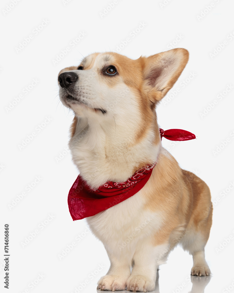 curious welsh corgi wearing red scarf looking up